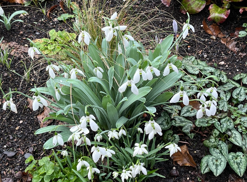 Snowdrops